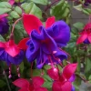Fuchsia Dark Eyes Live Plant - Dark Purple & Pink Flowers - Hanging Basket - Image 1