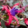 Fuchsia Live Plant – Royal Blue/Red Blooms – 5-7" Tall Shade Plant - Image 1