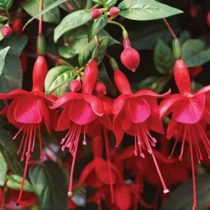 Fuchsia Marinka Live Plant - Red Cascading Flowers for Hanging Baskets - Starter - Image 1