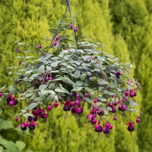 Fuchsia New Millennium Live Plant - Black, Purple & Red Flowers for Hanging Baskets, 2.5x4 inch Pot - Image 2