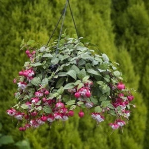 Fuchsia Swingtime Live Plant - Pink Flowers, Hanging Basket, 2.5x4 inch Pot - Image 2