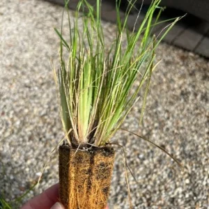Ginger Love Fountain Grass Live Plant - Ornamental Grass - Zones 8-11 - Image 2