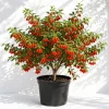 Goji Berry Live Plant - 4-8 Inch Tall, Red Fruit Bush for Outdoor Planting - Image 1