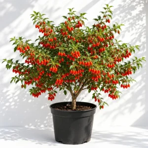 Goji Berry Live Plant - 4-8 Inch Tall, Red Fruit Bush for Outdoor Planting - Image 1