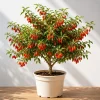 Goji Berry Live Plant – Red Goji Bush – 4-8 Inch Tall – Outdoor Perennial Fruit Tree - Image 1