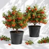 Goji Berry Live Plants 2-Pack, 4-8 Inch Tall Red Goji Berry Bush, Outdoor Perennial Fruit - Image 1