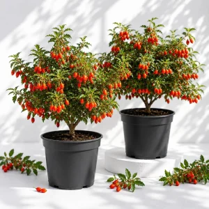 Goji Berry Live Plants 2-Pack, 4-8 Inch Tall Red Goji Berry Bush, Outdoor Perennial Fruit - Image 1