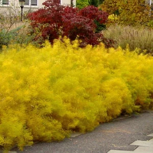 Gold Threadleaf Amsonia hubrichtii Live Plant - BlueStar Perennial Bush, Yellow Fall Color, Blue Flowers, USDA Zones 5-9 - Image 2