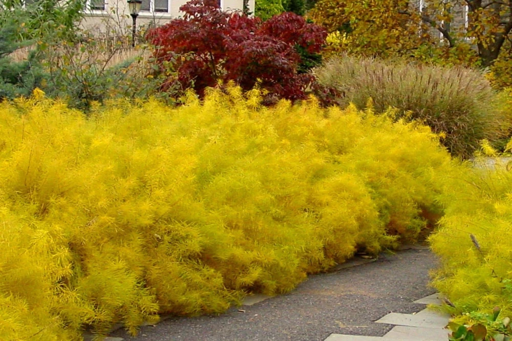 Gold Threadleaf Amsonia hubrichtii Live Plant - BlueStar Perennial Bush, Yellow Fall Color, Blue Flowers, USDA Zones 5-9 - Image 2