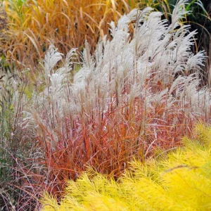Gold Threadleaf Amsonia hubrichtii Live Plant - BlueStar Perennial Bush, Yellow Fall Color, Blue Flowers, USDA Zones 5-9 - Image 3