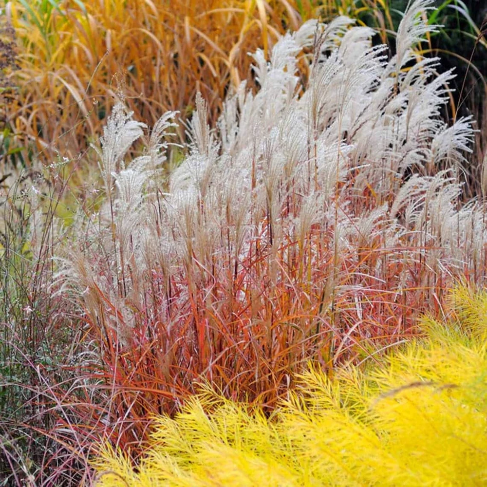 Gold Threadleaf Amsonia hubrichtii Live Plant - BlueStar Perennial Bush, Yellow Fall Color, Blue Flowers, USDA Zones 5-9 - Image 3