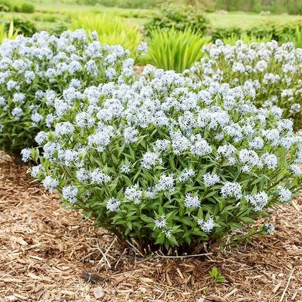 Gold Threadleaf Amsonia hubrichtii Live Plant - BlueStar Perennial Bush, Yellow Fall Color, Blue Flowers, USDA Zones 5-9 - Image 4