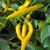 Golden Cayenne Pepper Live Plants - 2 Pack, 6-11" Tall, with Peppers, Spring Garden - Image 1