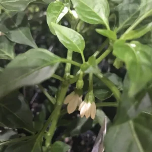 Golden Cayenne Pepper Live Plants - 2 Pack, 6-11" Tall, with Peppers, Spring Garden - Image 2