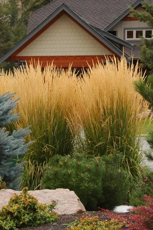 Golden Feather Grass Karl Foerster Live Plant - 5 ft Tall Perennial Ornamental Zone 4-9 - Image 2