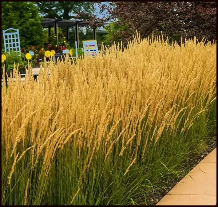 Golden Feather Grass Karl Foerster Live Plant - 5 ft Tall Perennial Ornamental Zone 4-9 - Image 1