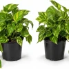 Golden Pothos Live Plant - Set of 2, 5-8" Tall in 4" Pots, Indoor Vining Houseplant - Image 1