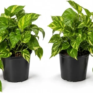 Golden Pothos Live Plant - Set of 2, 5-8" Tall in 4" Pots, Indoor Vining Houseplant - Image 1
