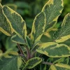 Golden Sage Live Plant - Variegated Perennial Herb, 4 inch Pot - Image 1