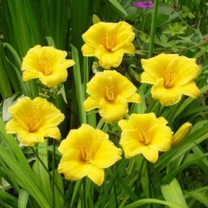 Golden Yellow Stella d'Oro Daylily Live Plant – Easy Care Perennial - Image 2