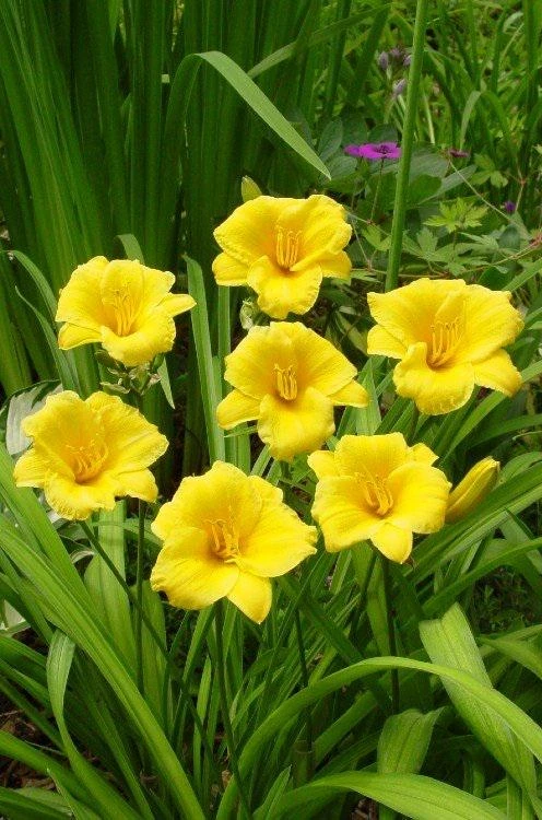 Golden Yellow Stella d'Oro Daylily Live Plant – Easy Care Perennial - Image 2
