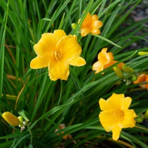 Golden Yellow Stella d'Oro Daylily Live Plant – Easy Care Perennial - Image 3