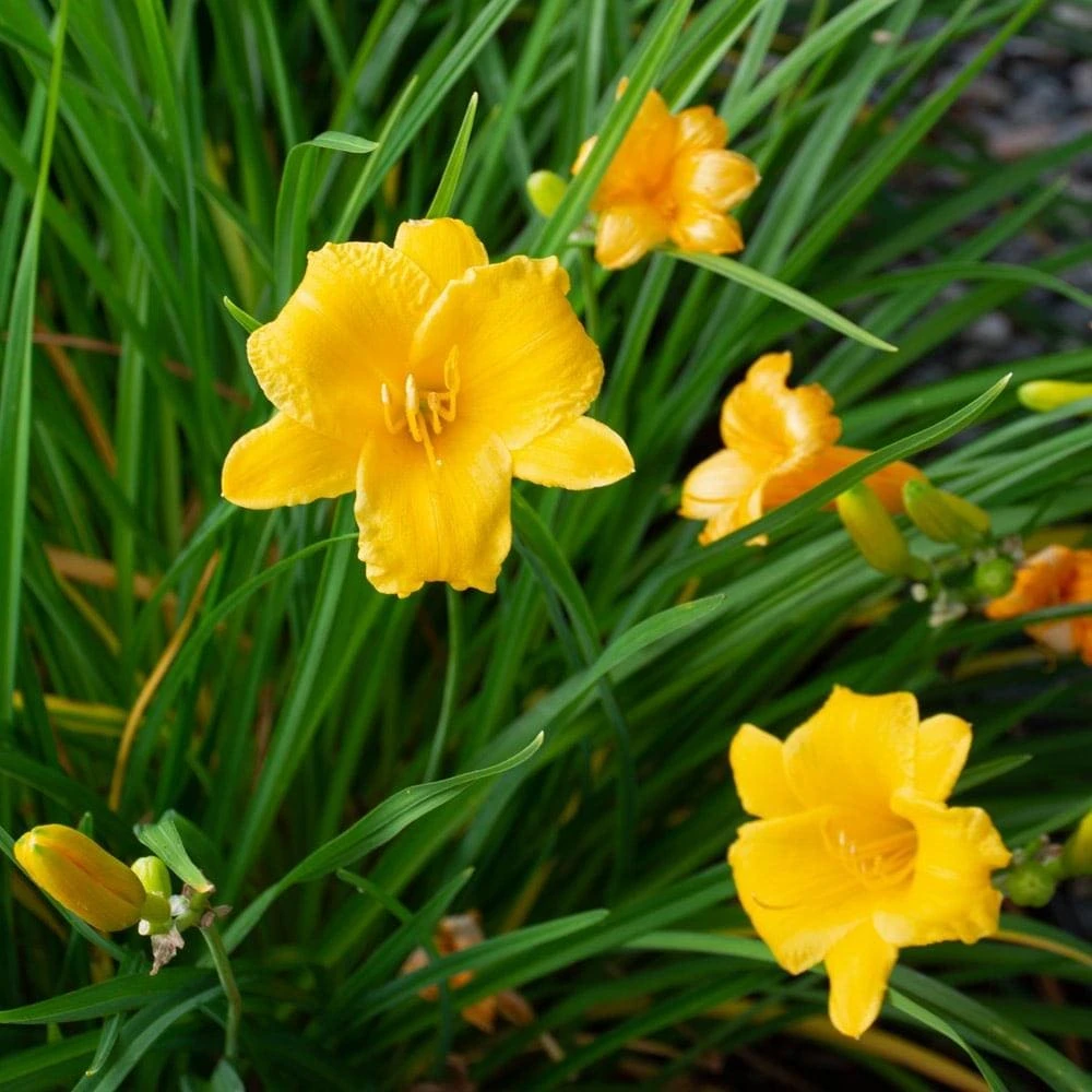 Golden Yellow Stella d'Oro Daylily Live Plant – Easy Care Perennial - Image 3
