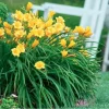 Golden Yellow Stella d'Oro Daylily Live Plant – Easy Care Perennial - Image 1