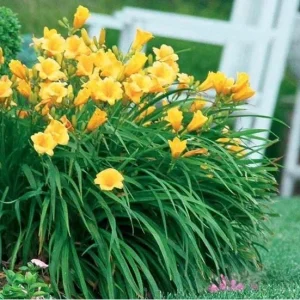 Golden Yellow Stella d'Oro Daylily Live Plant – Easy Care Perennial - Image 1