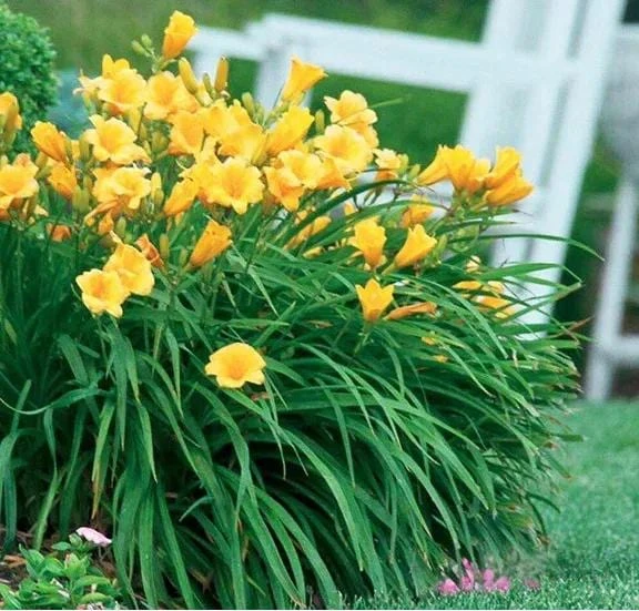 Golden Yellow Stella d'Oro Daylily Live Plant – Easy Care Perennial - Image 1
