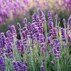 Goodwin Creek Lavender Live Plant 6-11 inch Herb Seedlings Outdoor - Image 1