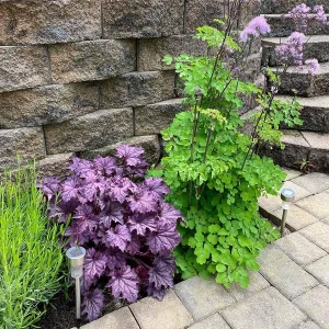 Grande Amethyst Heuchera Live Plant – Purple Coral Bells Perennial – USDA Zones 4-9 - Image 2