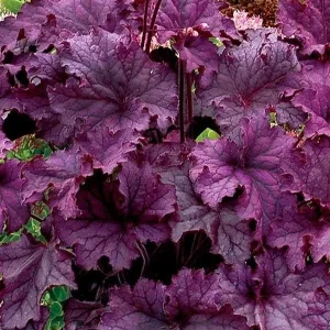 Grande Amethyst Heuchera Live Plant – Purple Coral Bells Perennial – USDA Zones 4-9 - Image 3