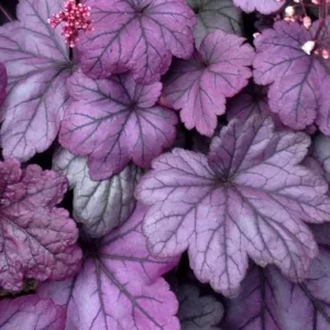Grande Amethyst Heuchera Live Plant – Purple Coral Bells Perennial – USDA Zones 4-9 - Image 4