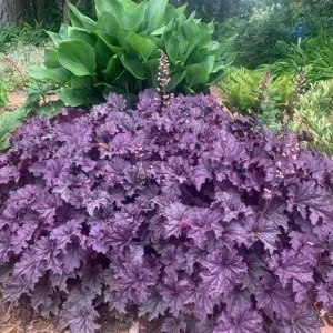 Grande Amethyst Heuchera Live Plant – Purple Coral Bells Perennial – USDA Zones 4-9 - Image 6