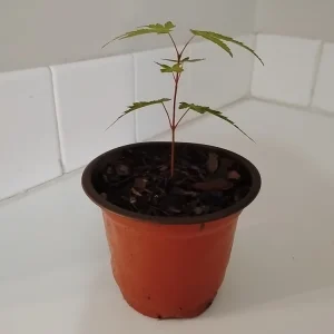 Green Leaf Japanese Maple Tree Live Plant – 4" Pot, 8-12" Tall – Outdoor - Image 2