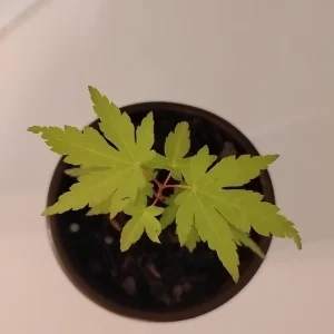 Green Leaf Japanese Maple Tree Live Plant – 4" Pot, 8-12" Tall – Outdoor - Image 3