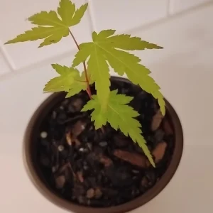 Green Leaf Japanese Maple Tree Live Plant – 4" Pot, 8-12" Tall – Outdoor - Image 4