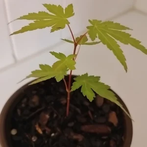 Green Leaf Japanese Maple Tree Live Plant – 4" Pot, 8-12" Tall – Outdoor - Image 5