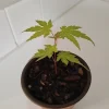 Green Leaf Japanese Maple Tree Live Plant – 4" Pot, 8-12" Tall – Outdoor - Image 1