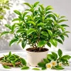 Green Tea Live Plant - Camellia Sinensis, 4-8 Inch Tall, Outdoor Shrub - Image 1