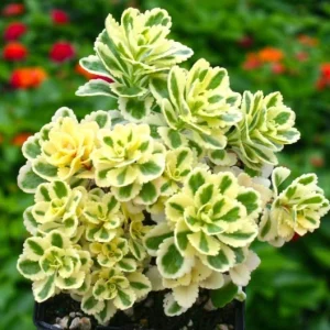 Ground Cover Sedum Live Plants - 3 Pack Ultimate Rainbow Mix - Image 2