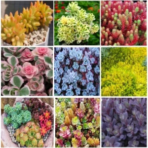 Ground Cover Sedum Live Plants - 3 Pack Ultimate Rainbow Mix - Image 1