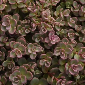 Ground Cover Sedum Live Plants - 3 Pack Ultimate Rainbow Mix - Image 3