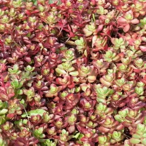 Ground Cover Sedum Live Plants - 3 Pack Ultimate Rainbow Mix - Image 4