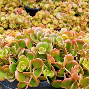 Ground Cover Sedum Live Plants - 3 Pack Ultimate Rainbow Mix - Image 5