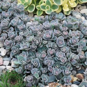 Ground Cover Sedum Live Plants - 3 Pack Ultimate Rainbow Mix - Image 6
