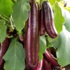 Hansel Eggplant Live Plant - 8-13 inch Seedlings for Spring Garden - Image 1