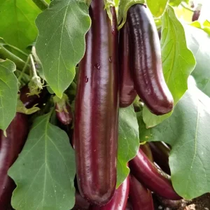 Hansel Eggplant Live Plant - 8-13 inch Seedlings for Spring Garden - Image 1