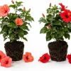 Hardy Hibiscus Live Plant Set, 4-7 Inches Tall, Perennial Flowering Shrubs, Outdoor - Image 1
